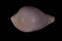 藏品(珍凝海兔螺)的圖片